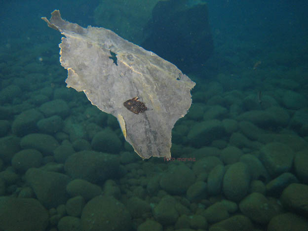 juvenile di Balistes capriscus